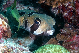 Maldives 2021 - Poisson porc-epic a taches aureolees - black-blotched porcupinefish - Diodon liturosus - DSC00718_rc